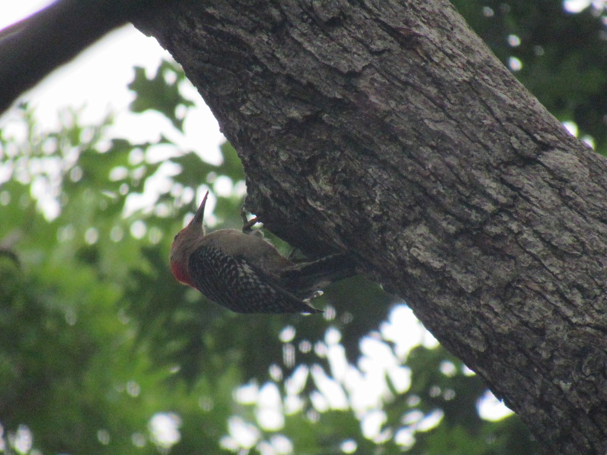 Red-bellied Woodpecker - Just Jason