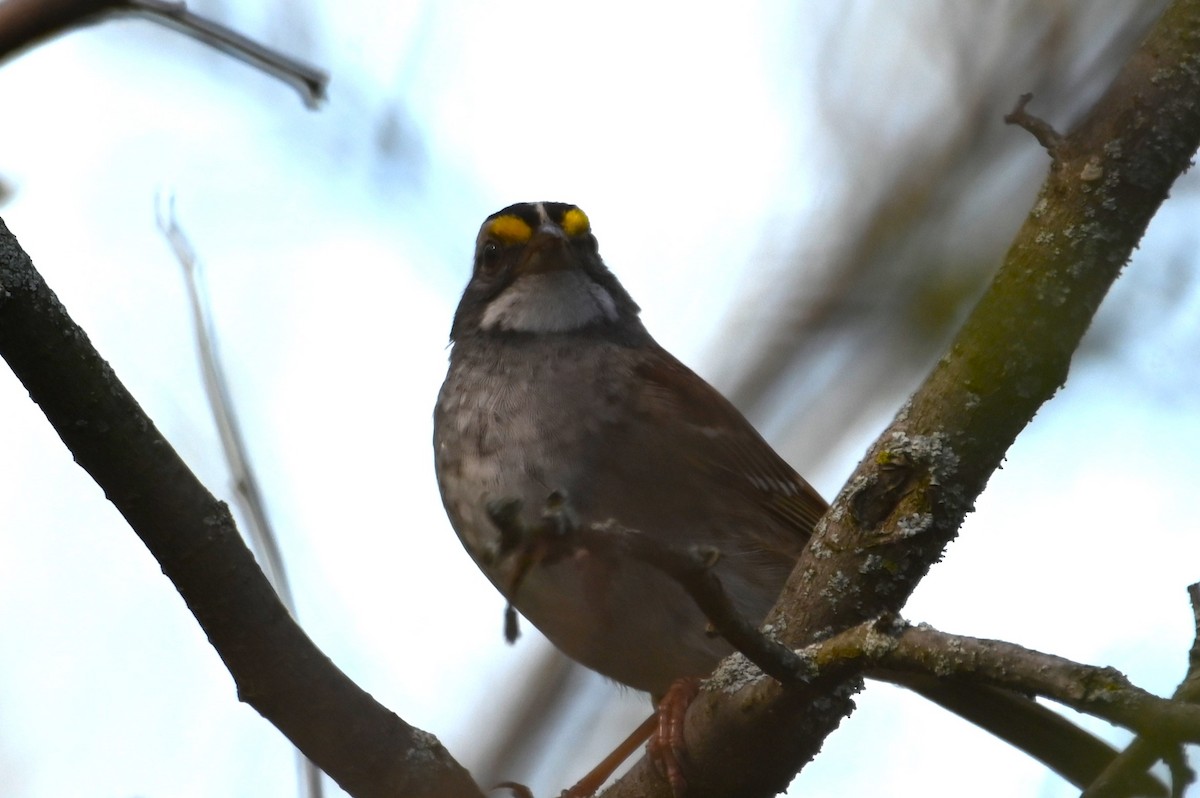 White-throated Sparrow - ML618682416