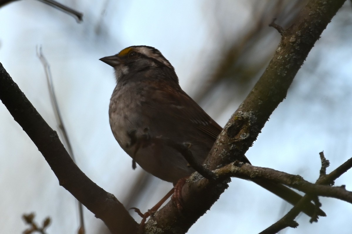 White-throated Sparrow - ML618682417