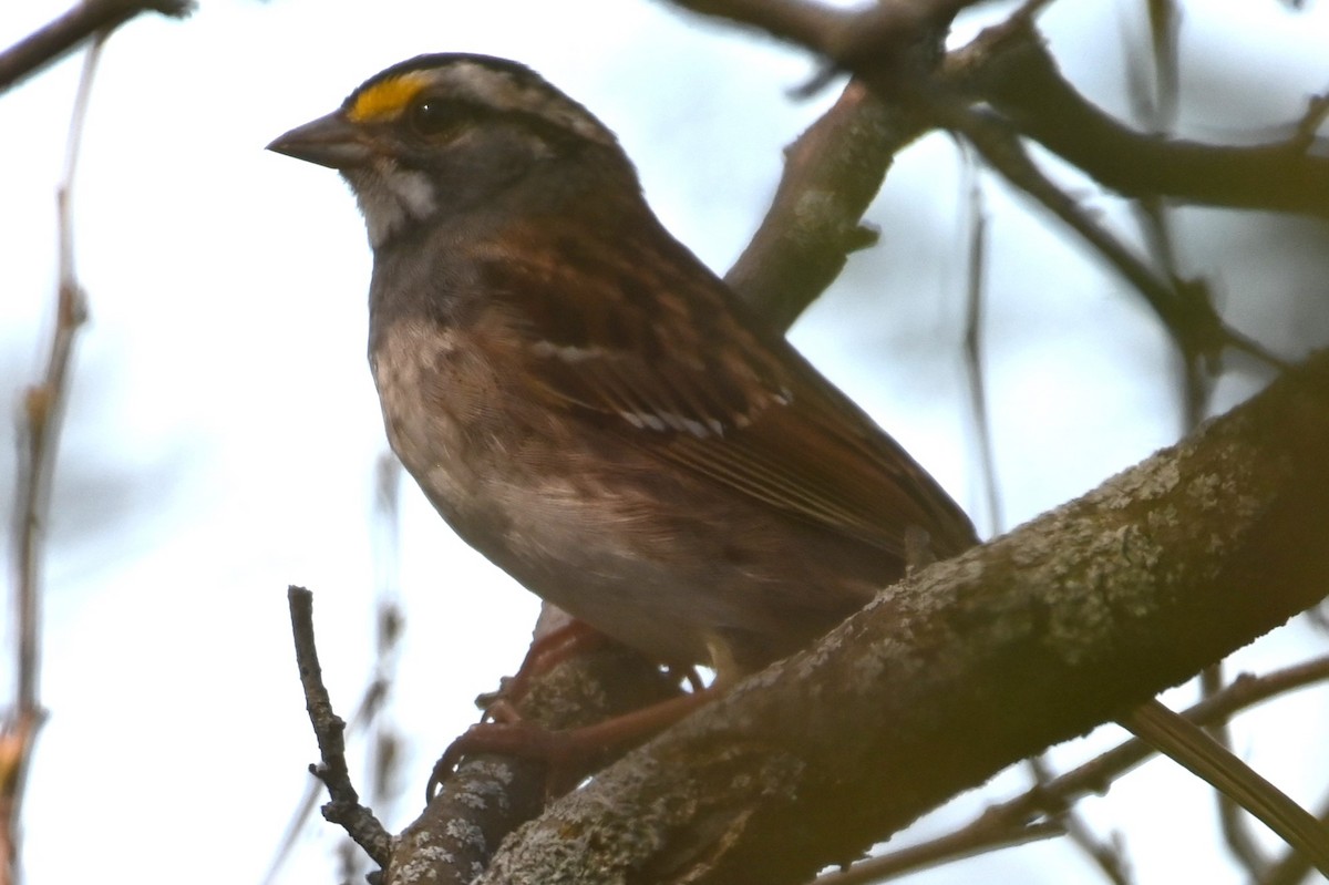 White-throated Sparrow - ML618682418