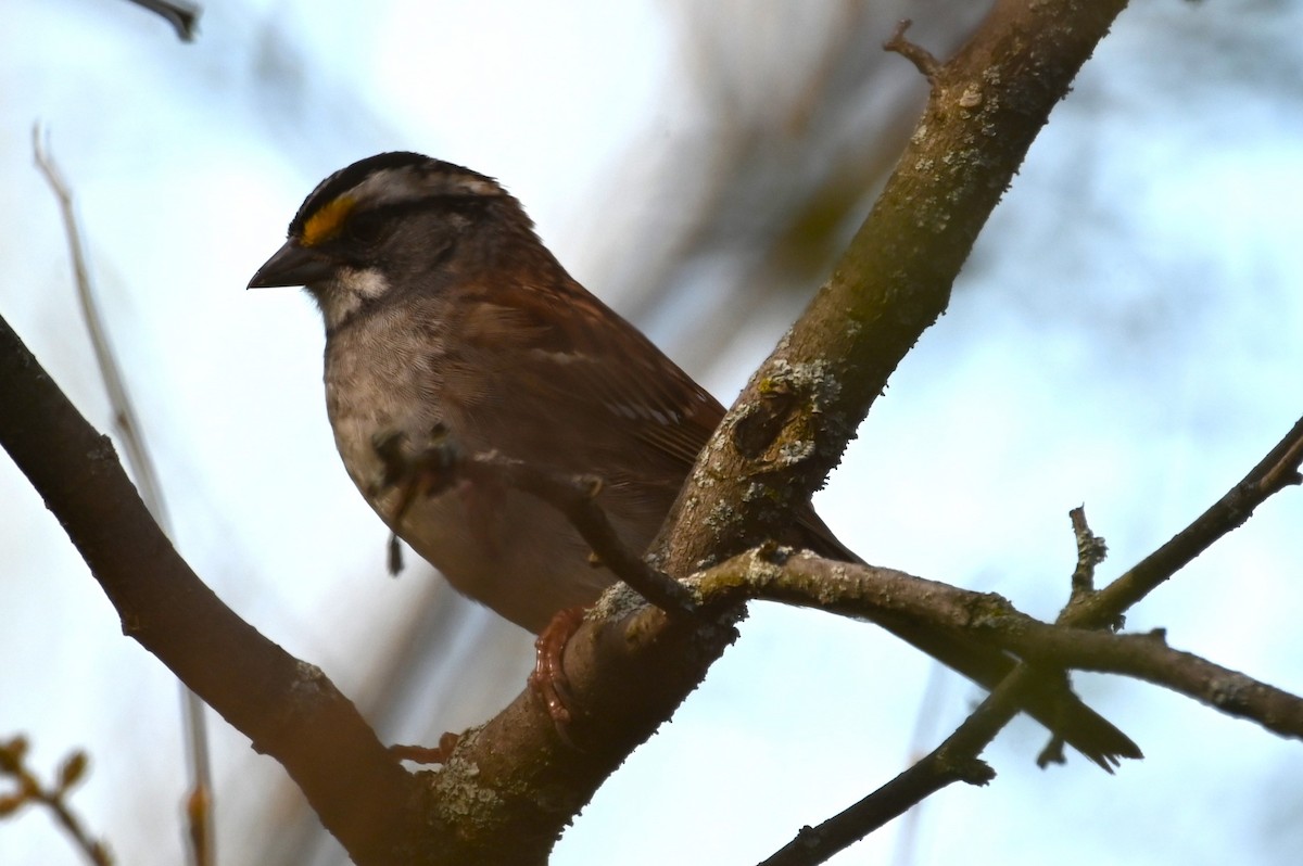 White-throated Sparrow - ML618682419