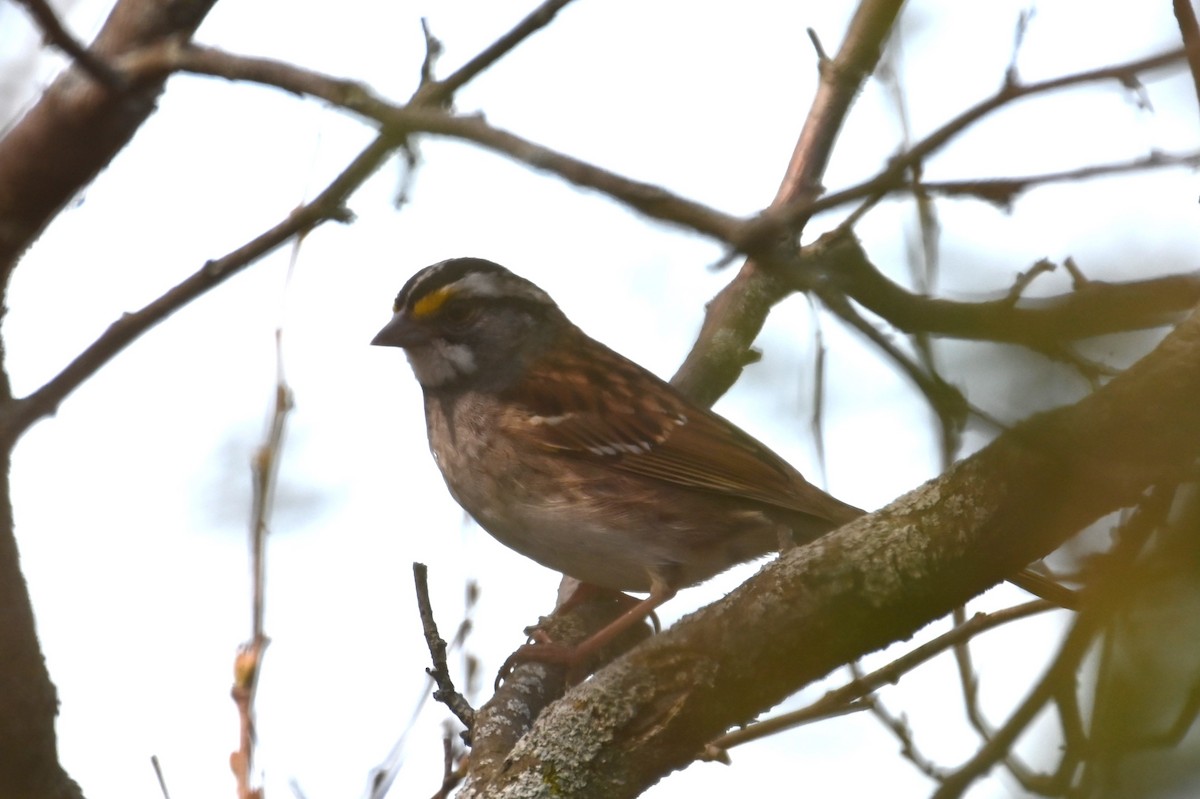 White-throated Sparrow - ML618682421
