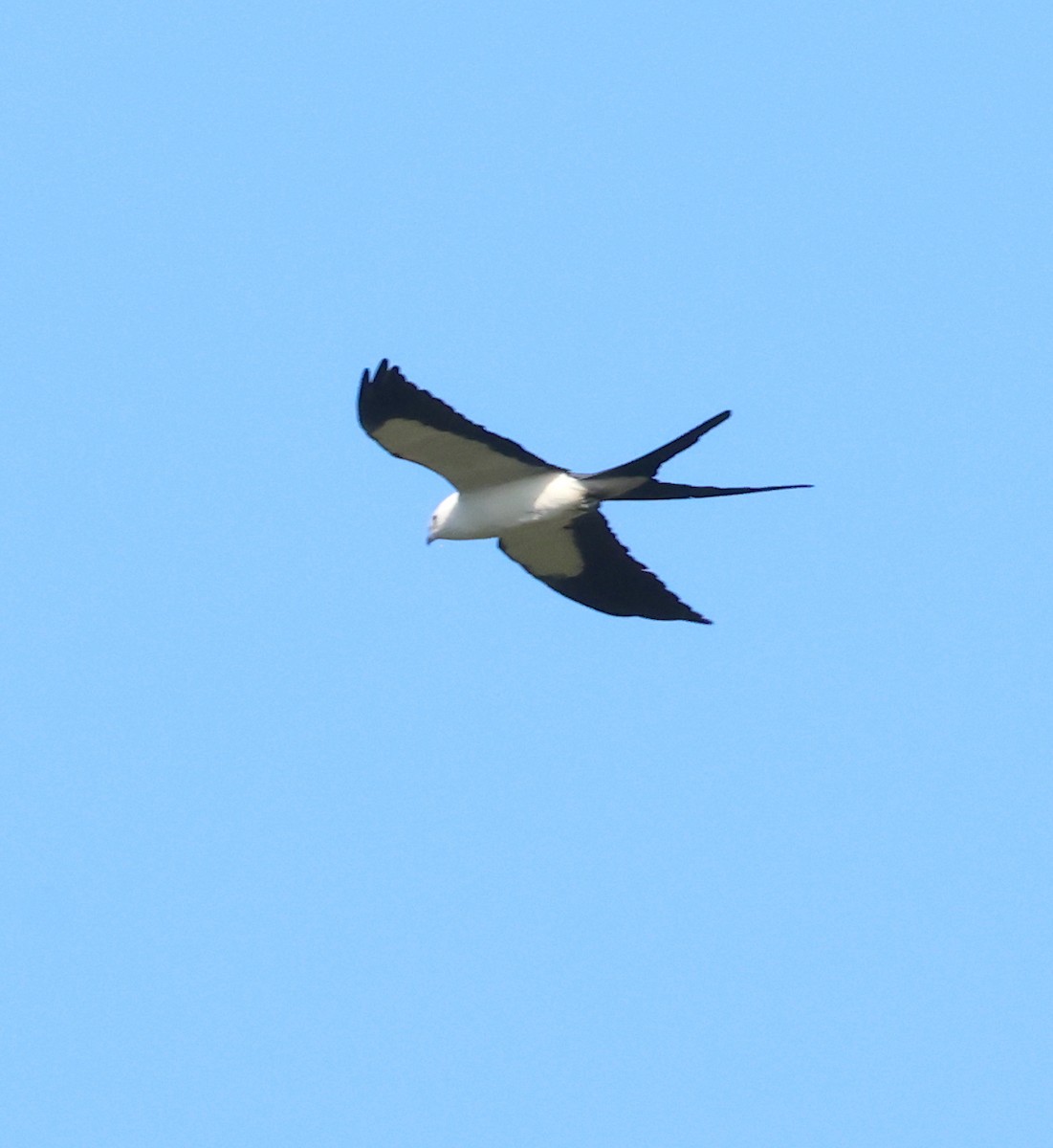 Swallow-tailed Kite - ML618682483