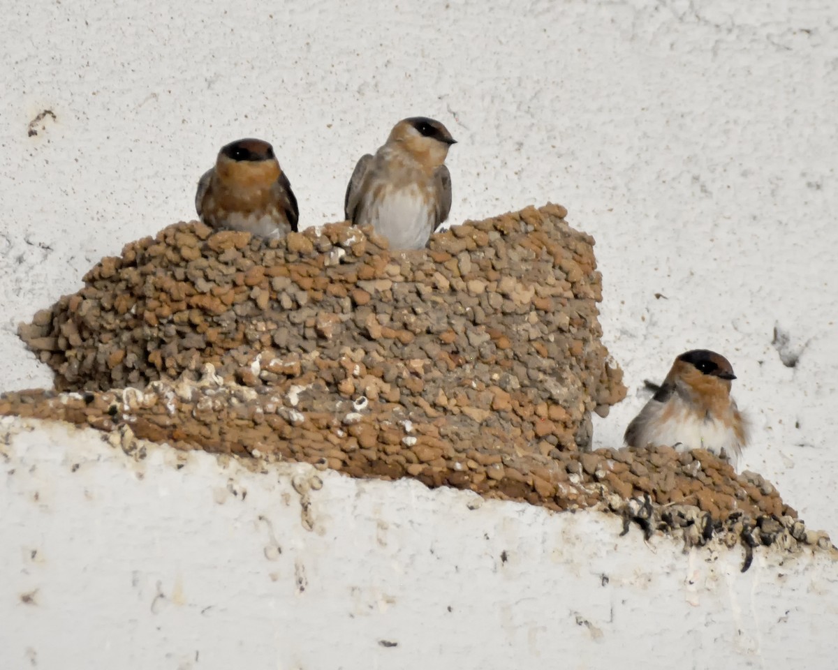 Cave Swallow - ML618682484