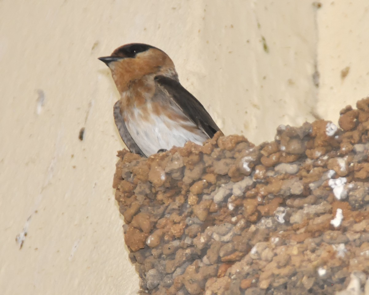 Cave Swallow - ML618682485