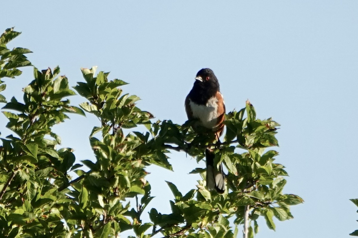 Spotted Towhee - ML618682530