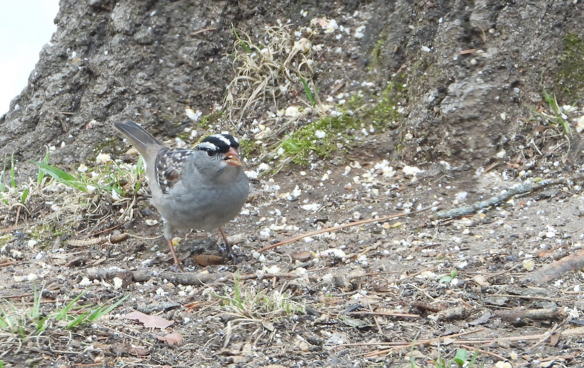 White-crowned Sparrow - ML618682535