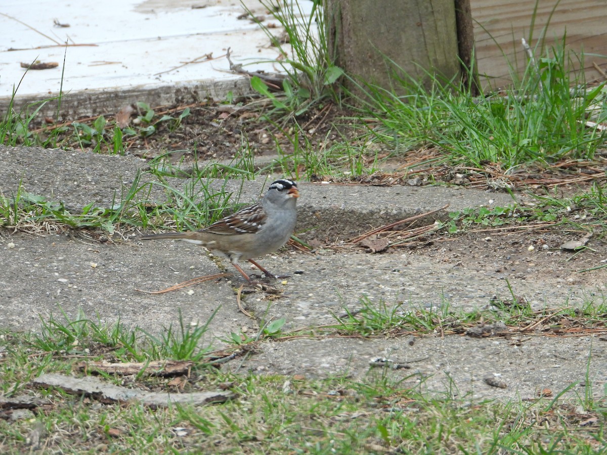White-crowned Sparrow - Marcia Suchy