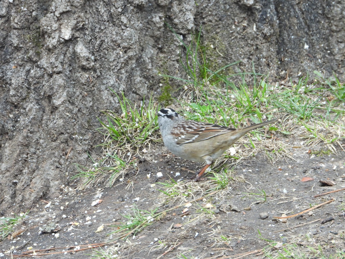 White-crowned Sparrow - Marcia Suchy