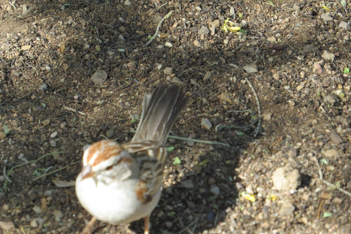 Rufous-winged Sparrow - ML618682629