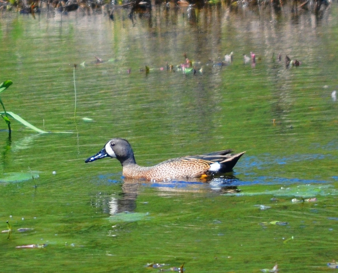 Blue-winged Teal - ML618682645