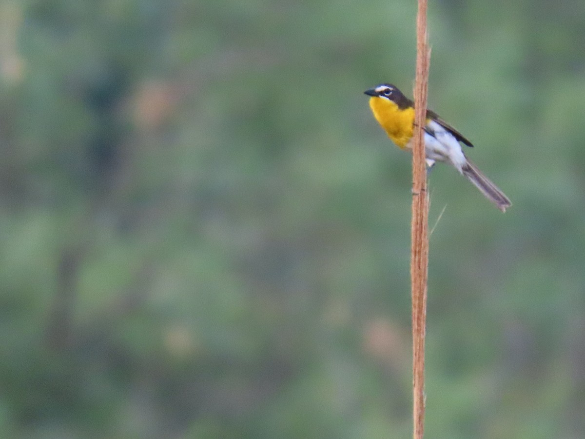 Yellow-breasted Chat - ML618682648