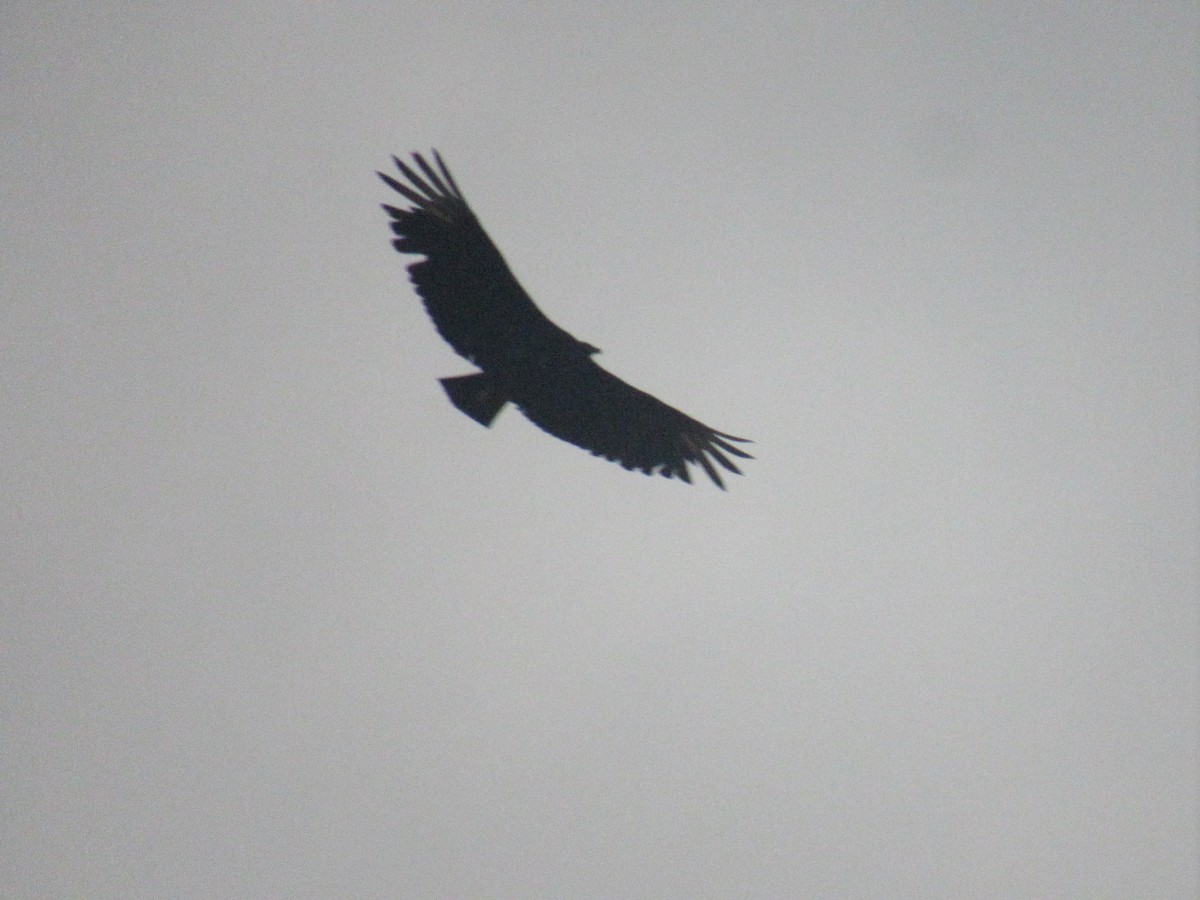 eBird Checklist 8 May 2024 Dyers Creek Recreation Area 19 species