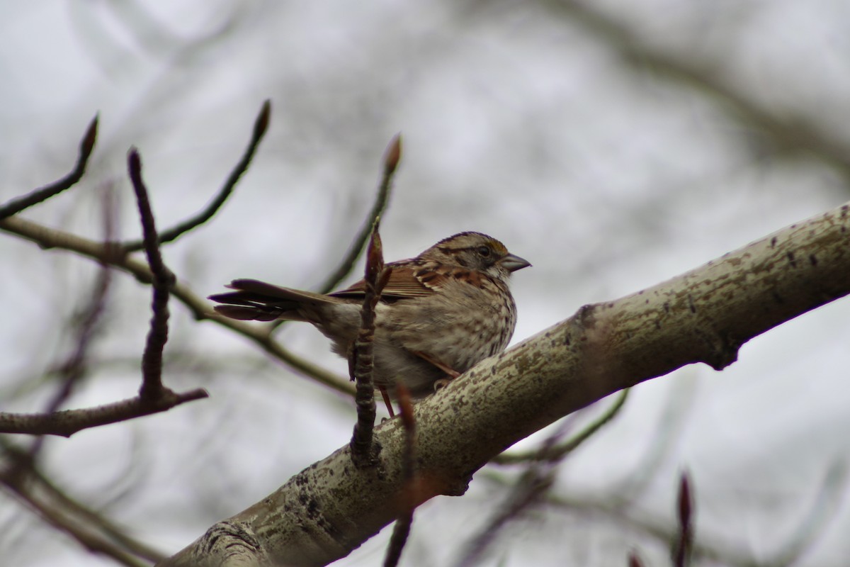 White-throated Sparrow - ML618682700