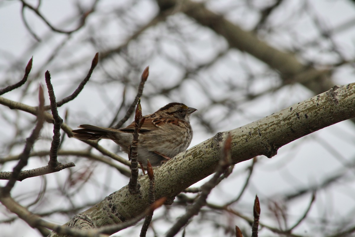 White-throated Sparrow - ML618682701