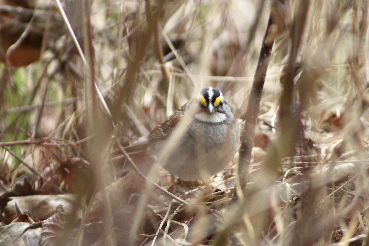 White-throated Sparrow - Anne R.