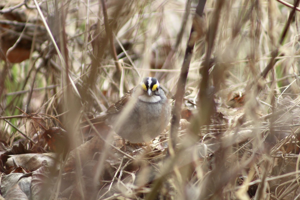 White-throated Sparrow - ML618682703
