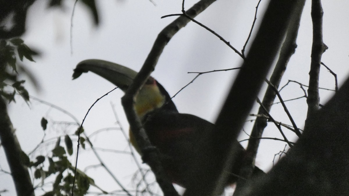 Red-breasted Toucan - ML618682717
