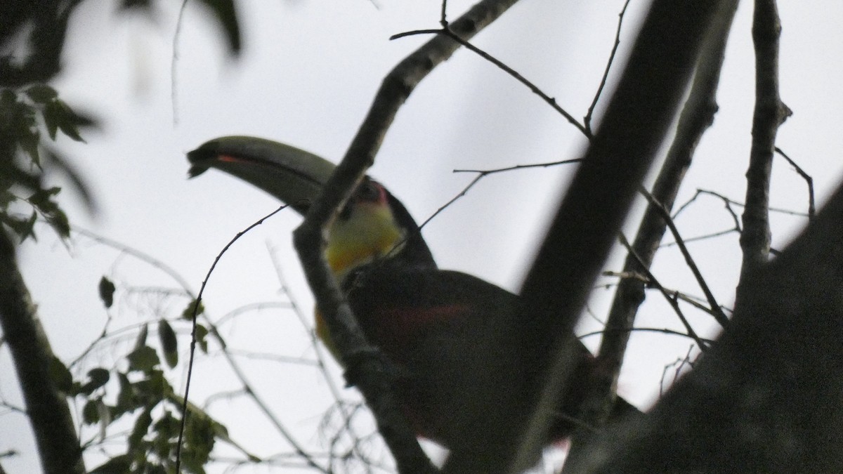 Red-breasted Toucan - ML618682719