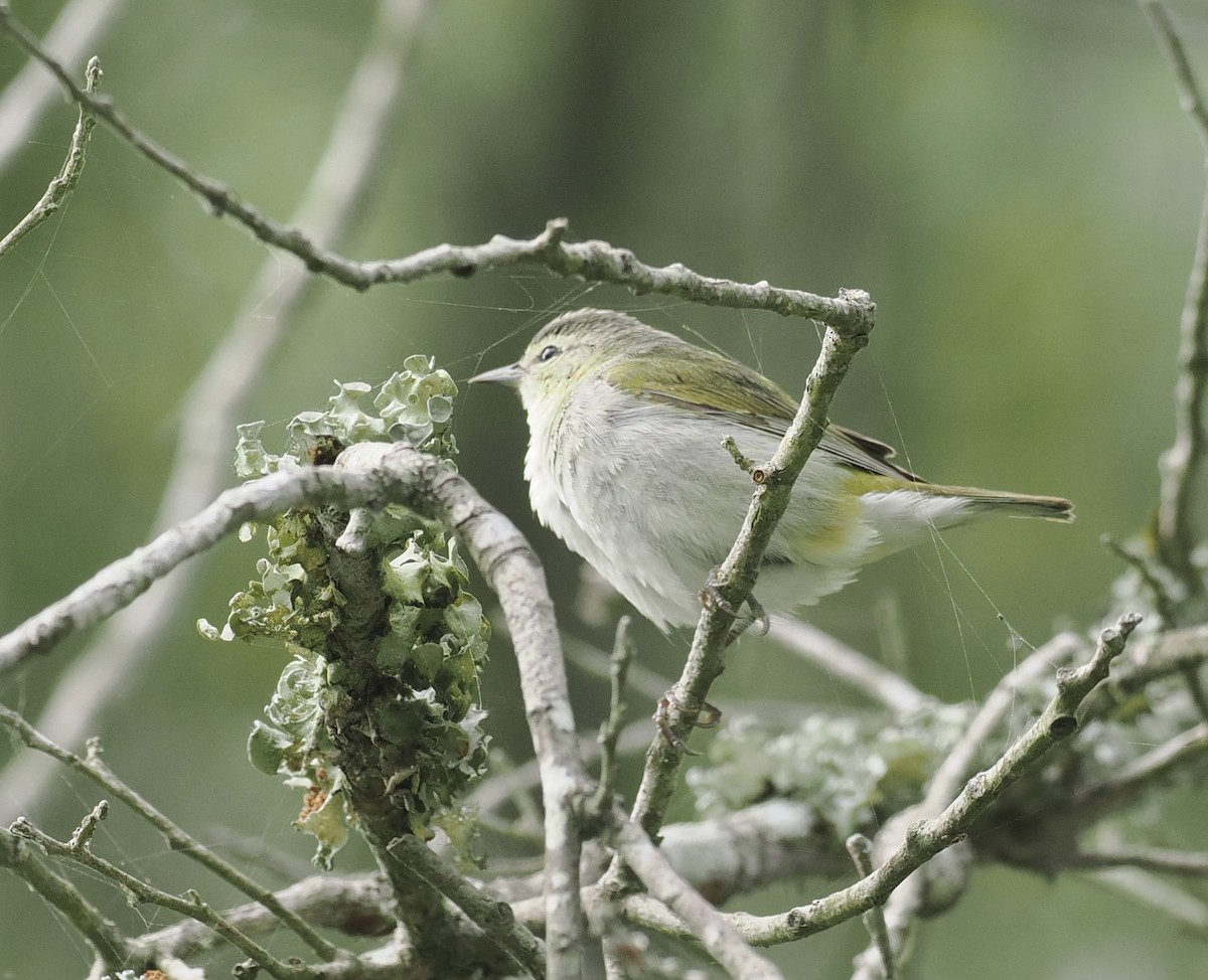 Tennessee Warbler - Bob Foehring