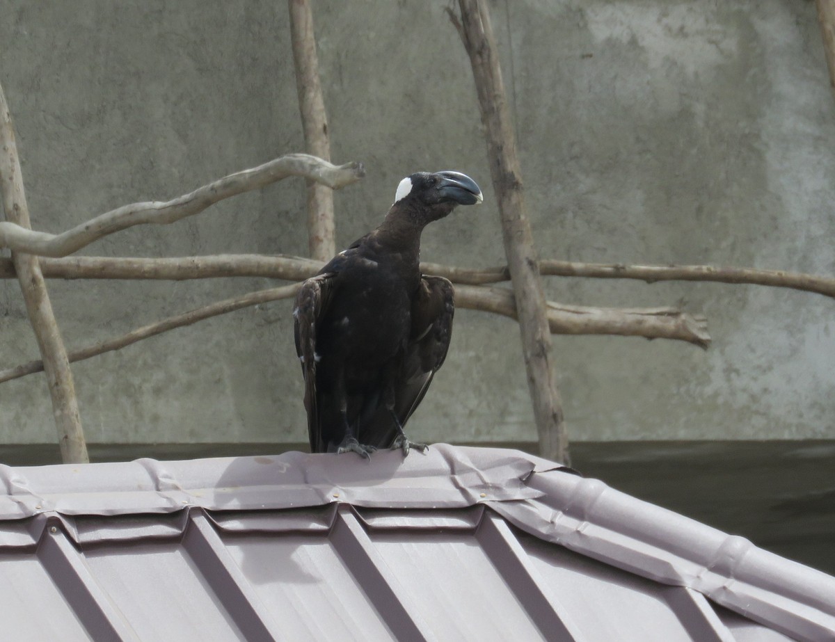 Thick-billed Raven - Anonymous