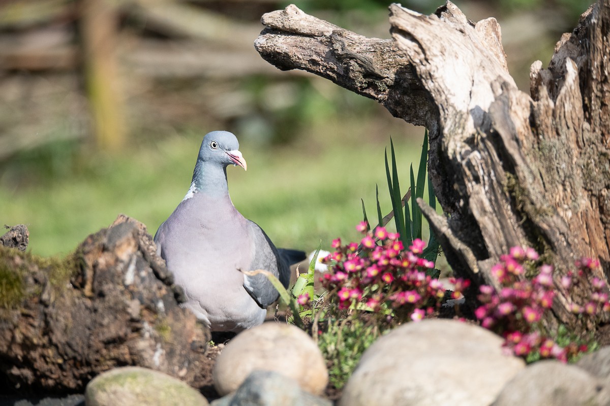 Common Wood-Pigeon - Guido Van den Troost