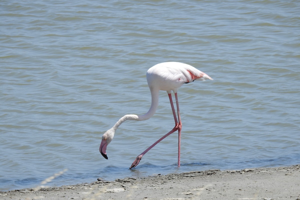 Greater Flamingo - Peter Hines