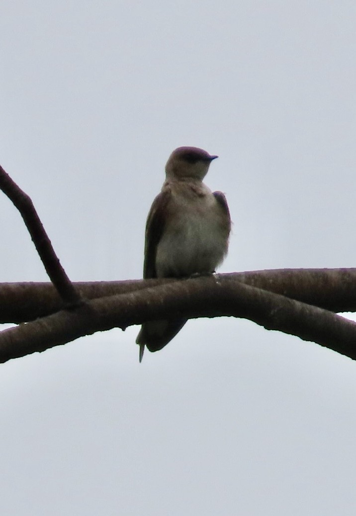 Northern Rough-winged Swallow - ML618682786