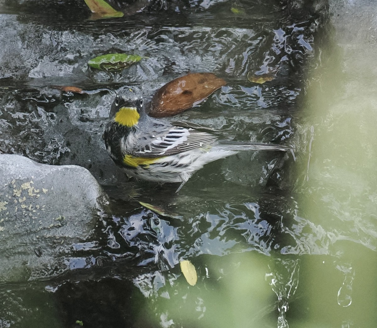 Yellow-rumped Warbler (Audubon's) - ML618682848