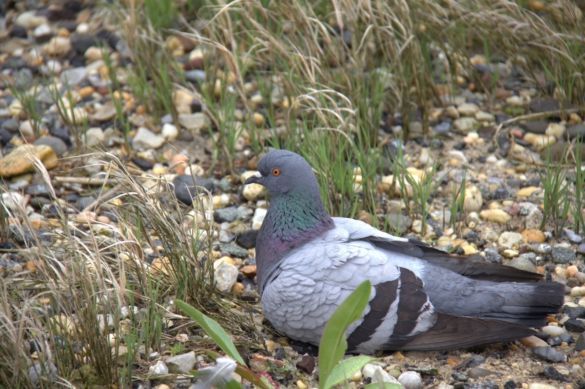 Rock Pigeon (Feral Pigeon) - ML618682850