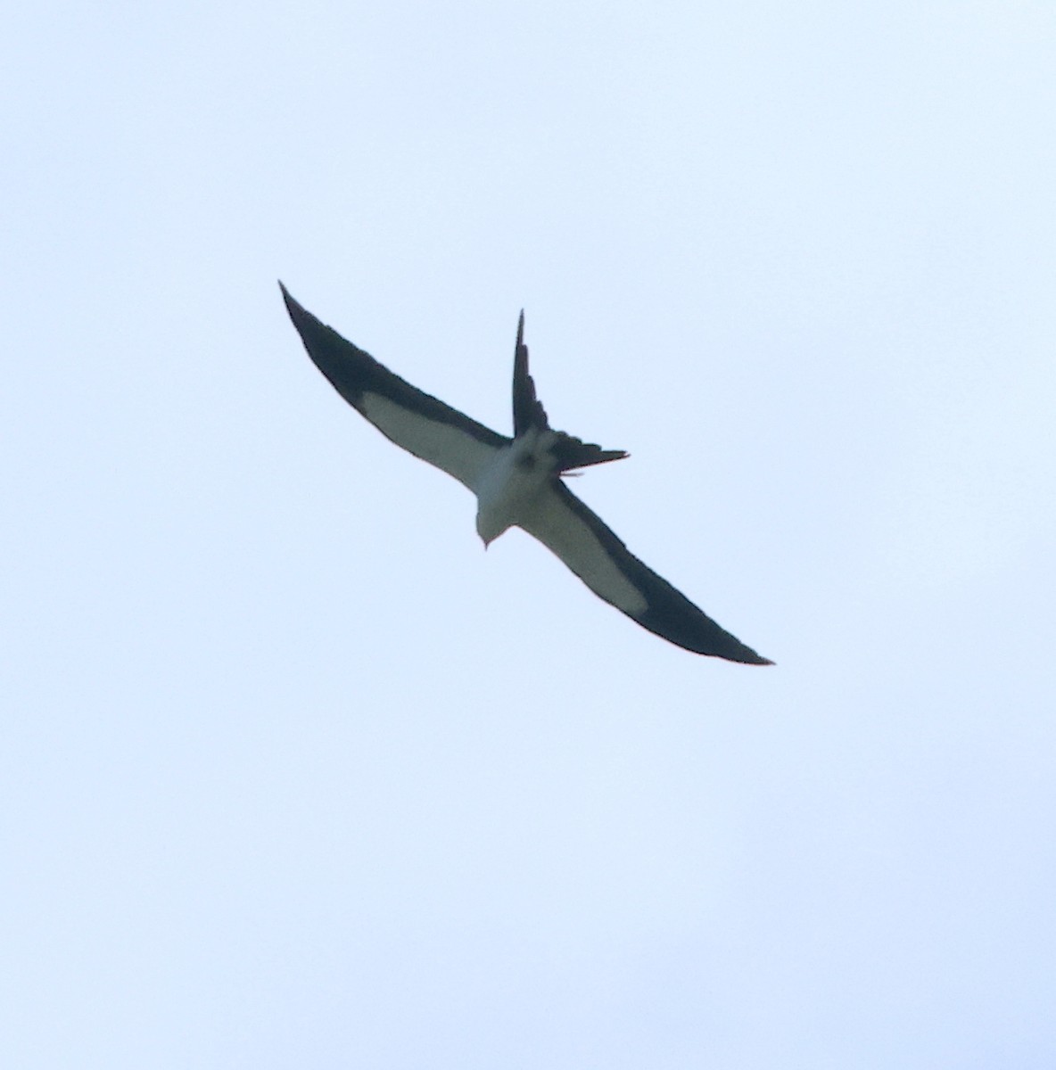 Swallow-tailed Kite - ML618682865