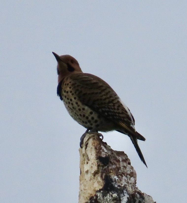 Northern Flicker (Yellow-shafted) - ML618682904