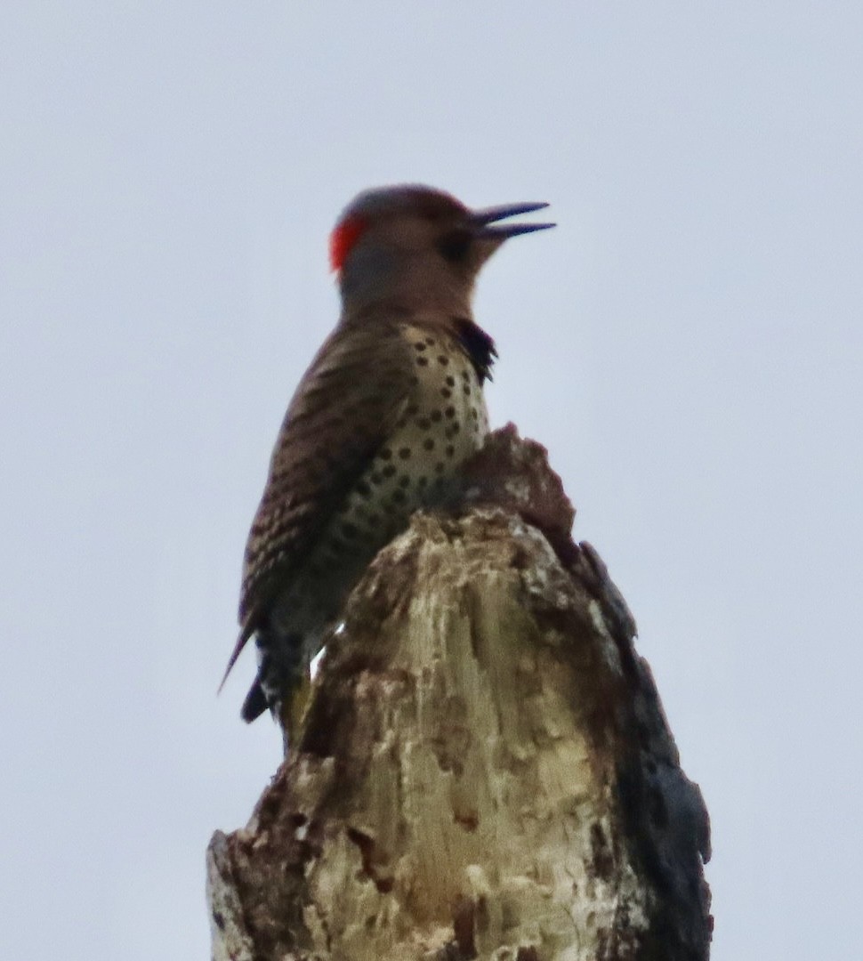 Northern Flicker (Yellow-shafted) - ML618682919