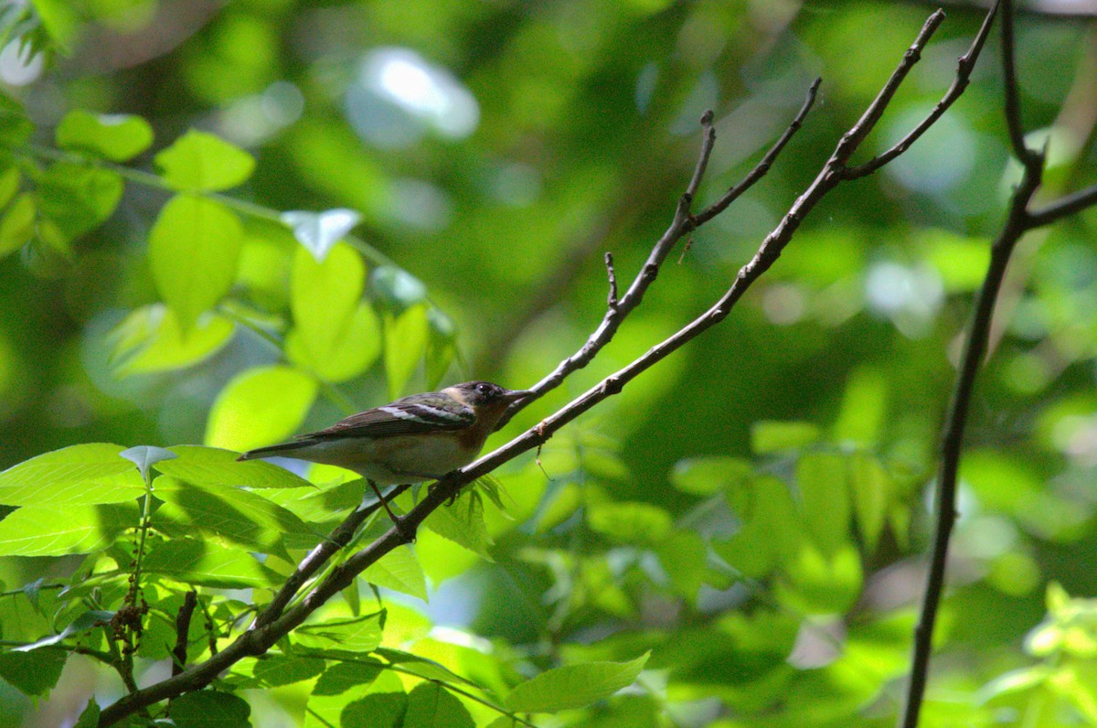 Bay-breasted Warbler - ML618682928