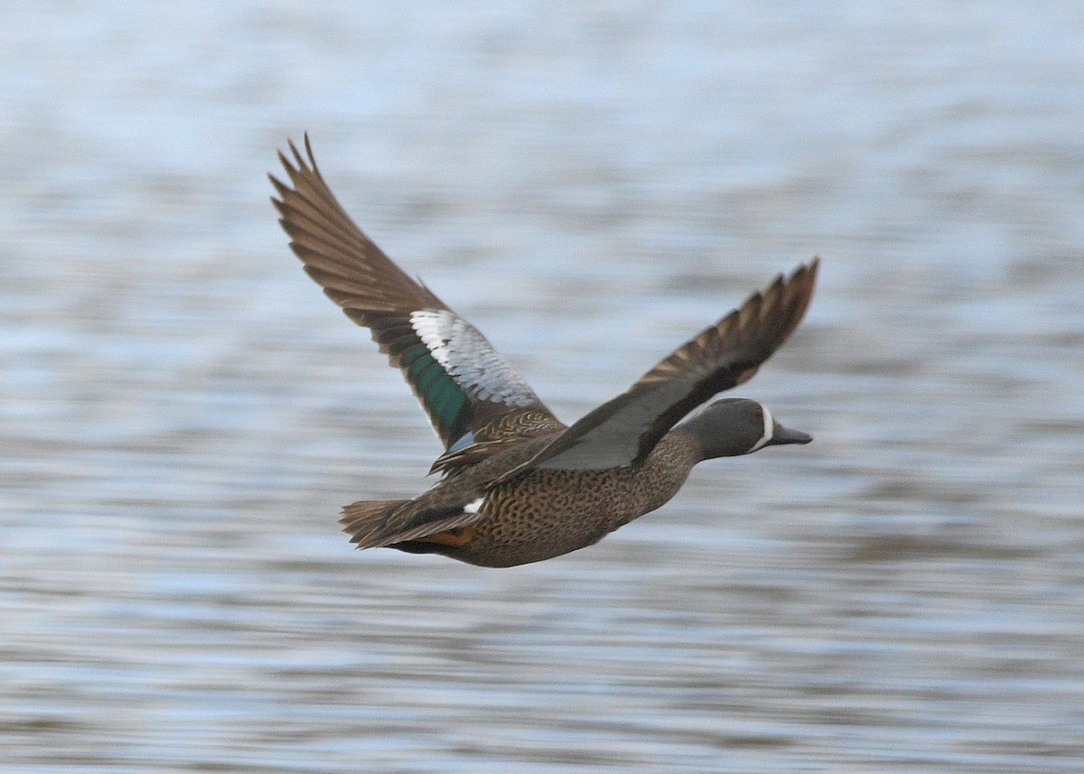 Blue-winged Teal - ML618682945