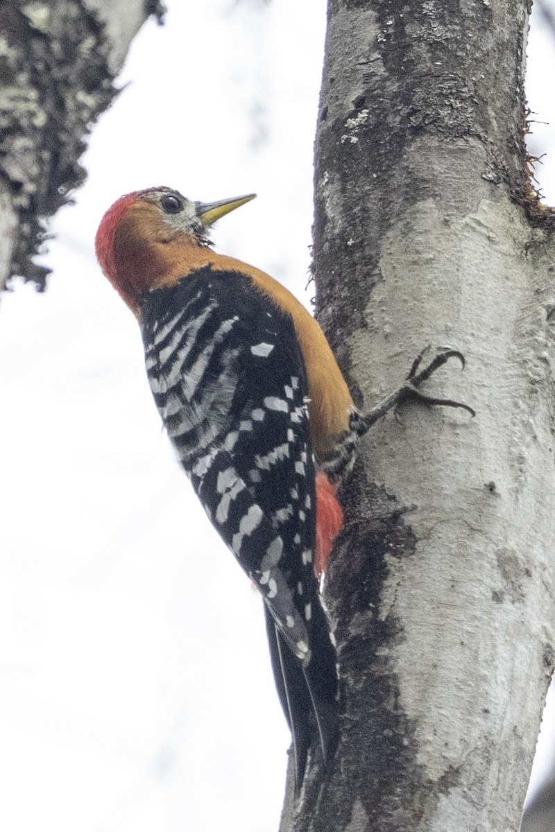 Rufous-bellied Woodpecker - ML618683000