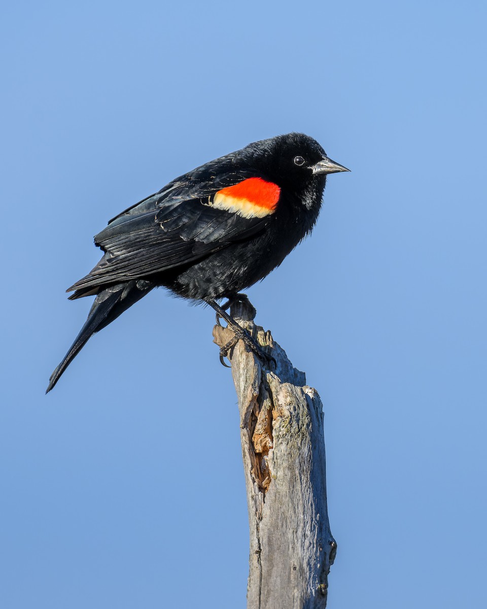 Red-winged Blackbird - ML618683006