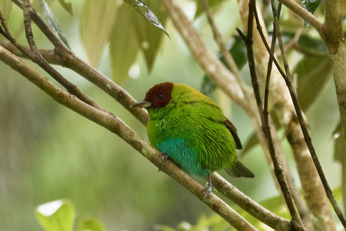 Rufous-winged Tanager - ML618683026