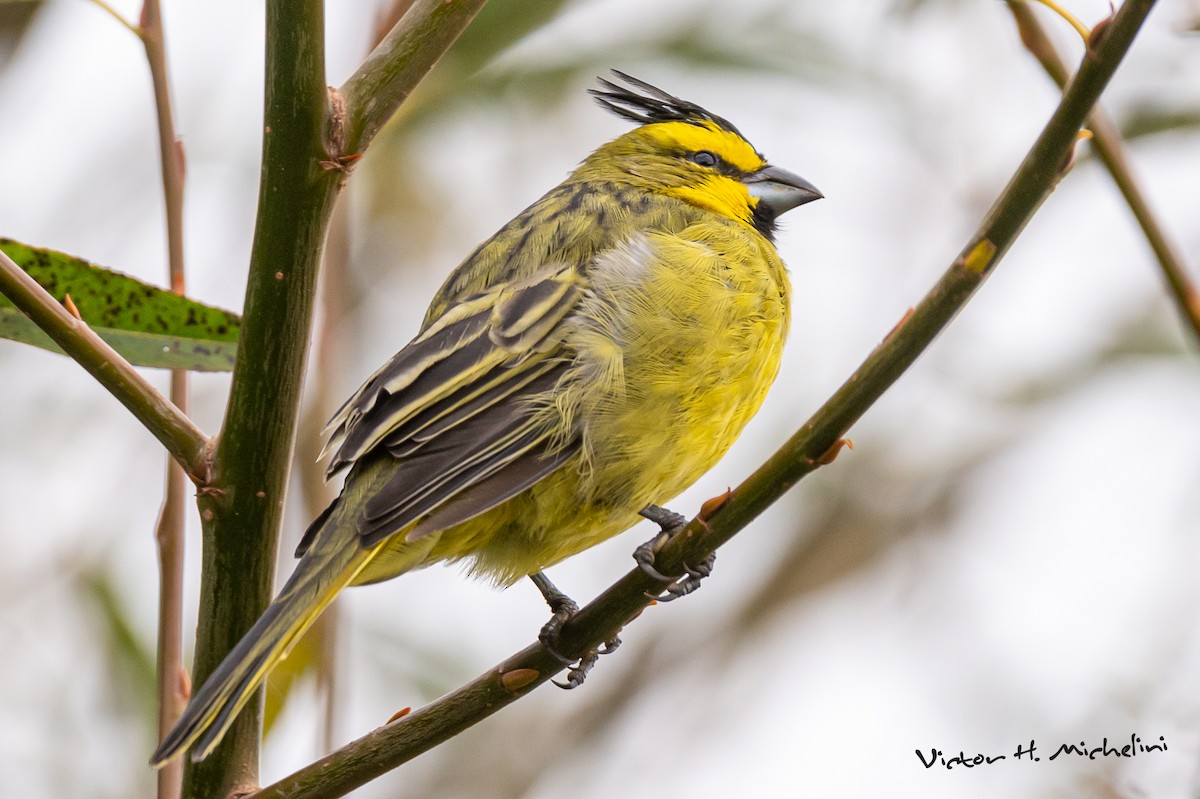 Yellow Cardinal - Victor Hugo Michelini