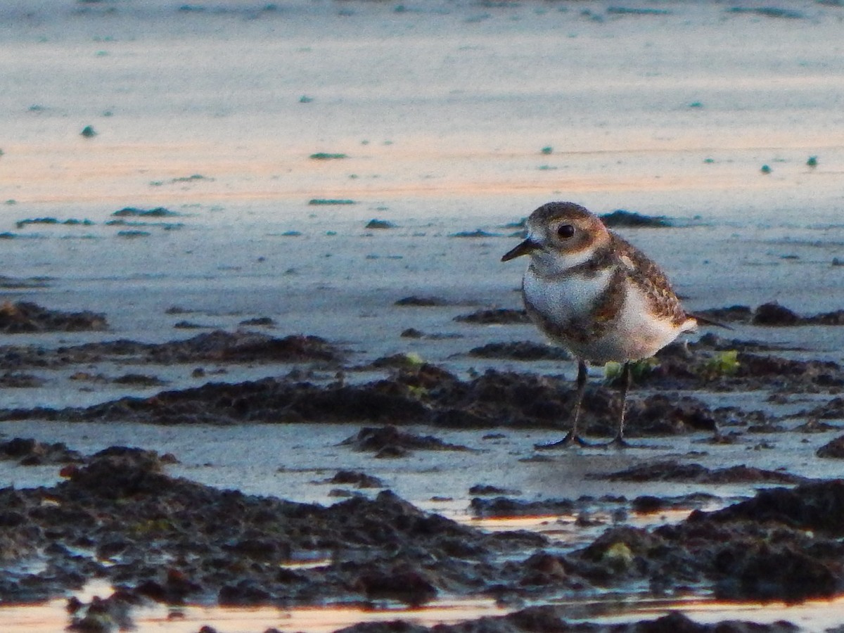 Two-banded Plover - ML618683099