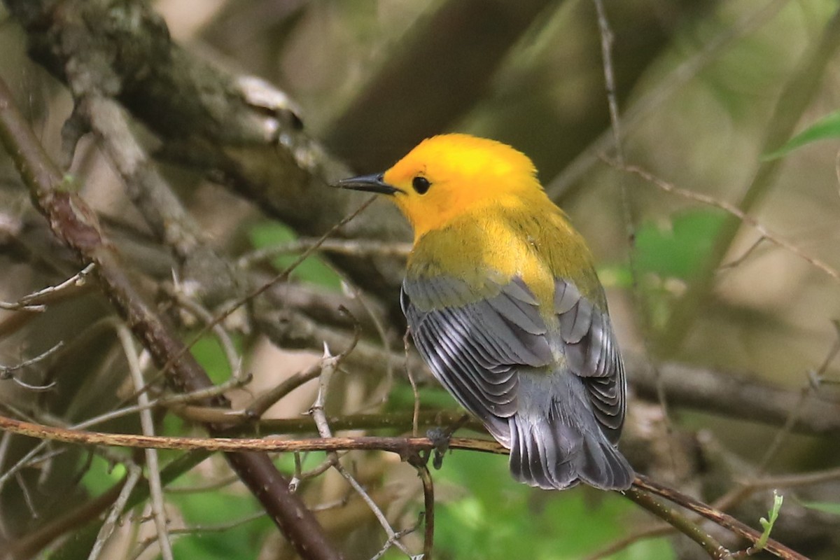 Prothonotary Warbler - ML618683100
