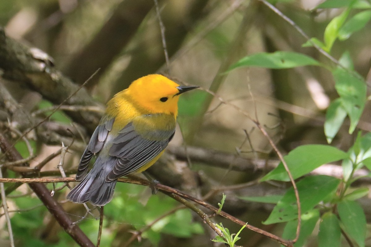 Prothonotary Warbler - ML618683101