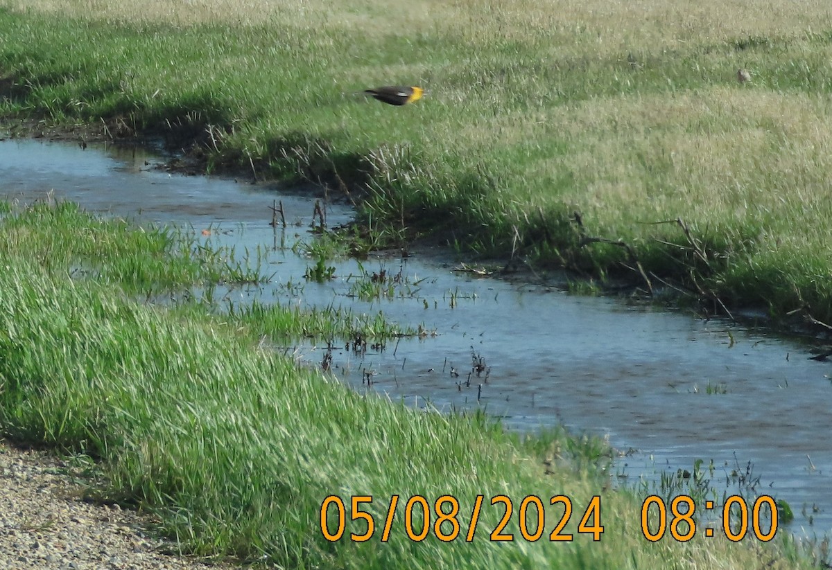 Yellow-headed Blackbird - ML618683126