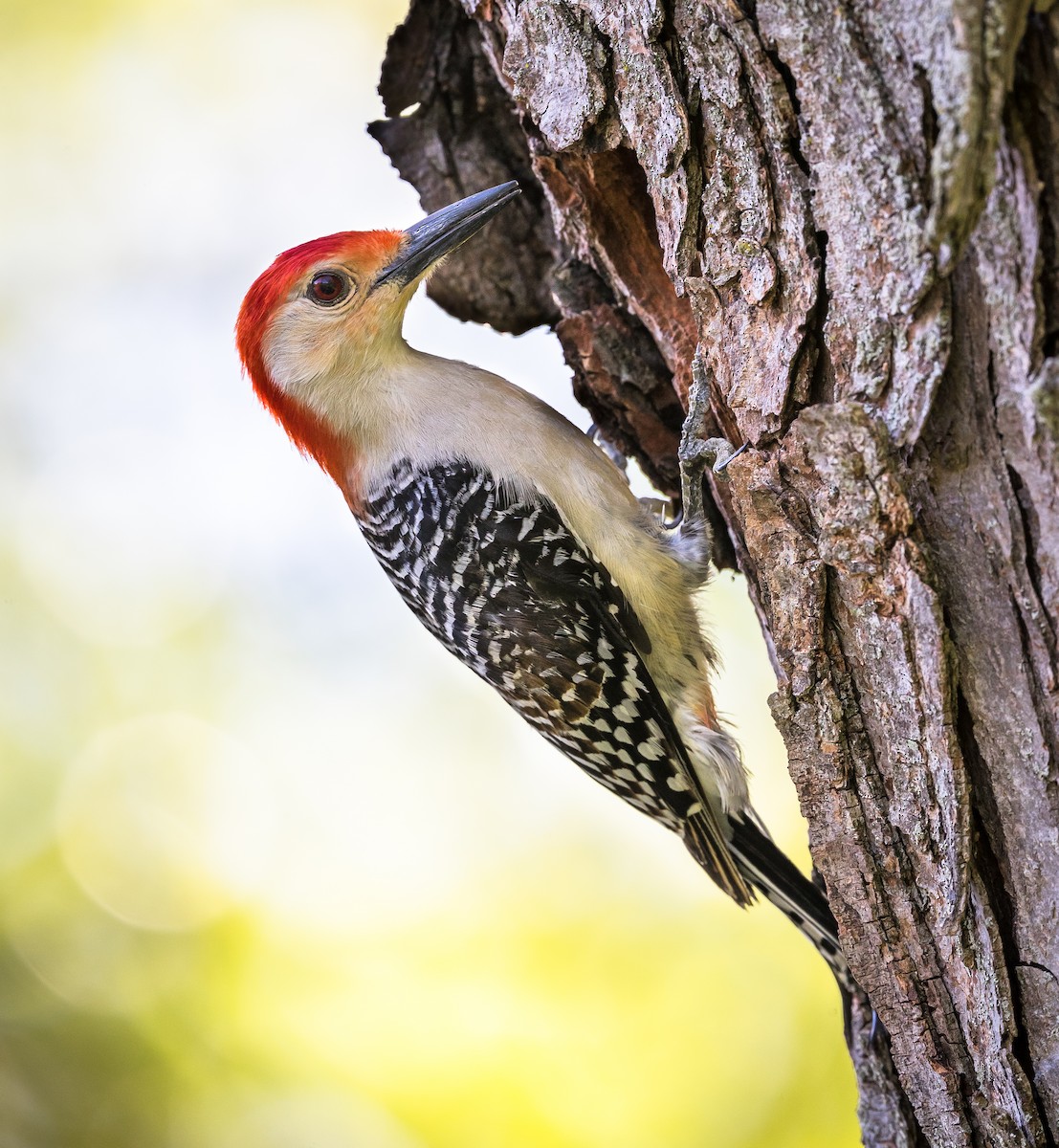 Red-bellied Woodpecker - ML618683130