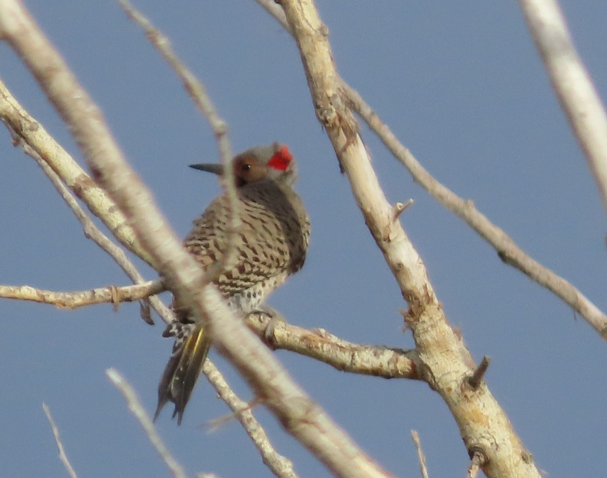 Northern Flicker (Yellow-shafted) - ML618683153