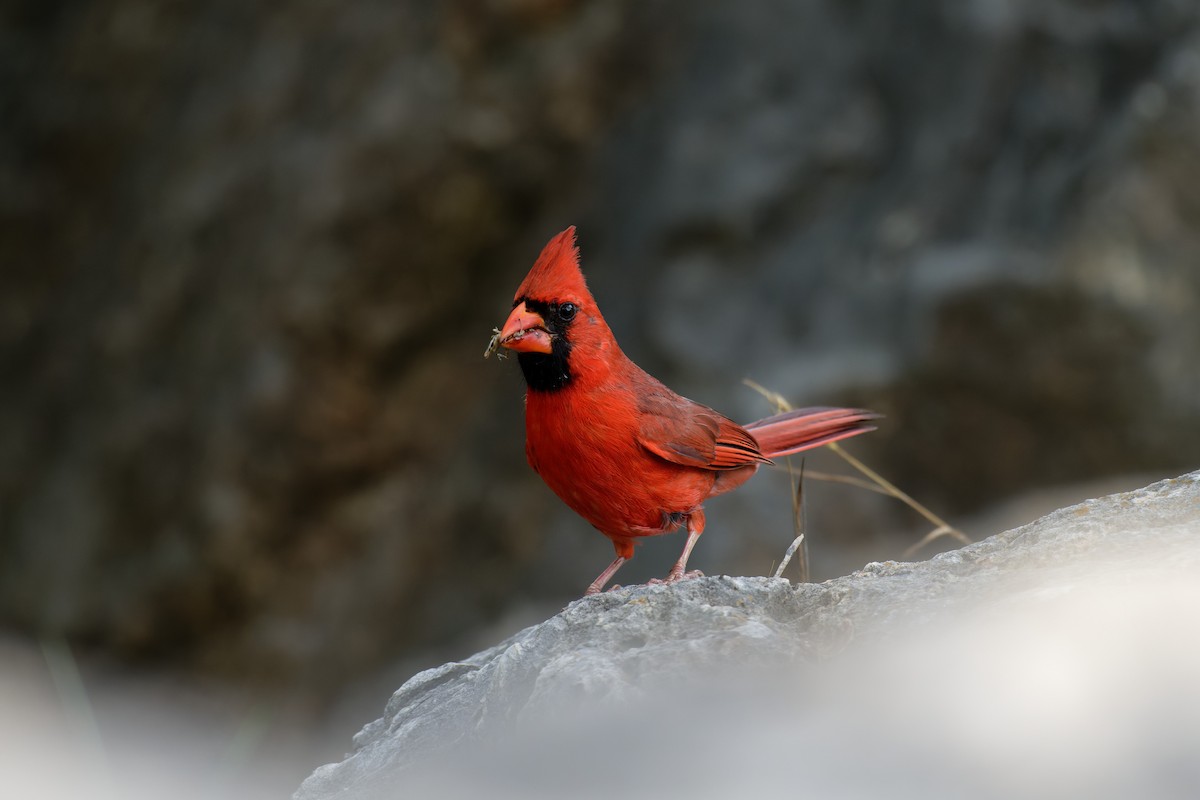 kardinál červený [skupina cardinalis] - ML618683181
