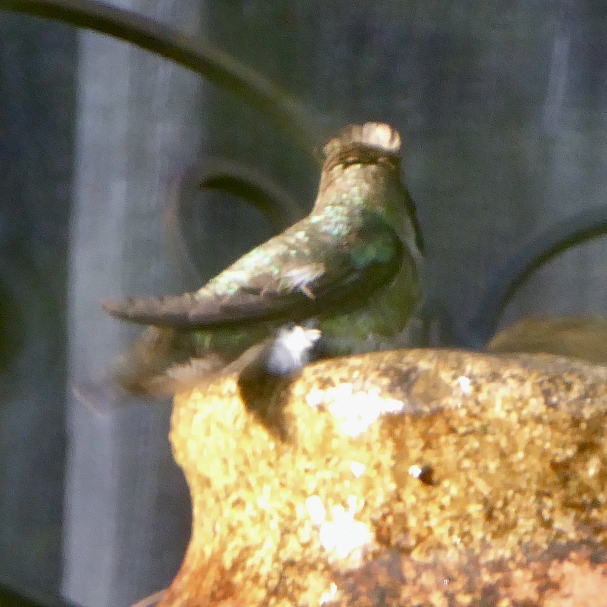 Anna's Hummingbird - ML618683185