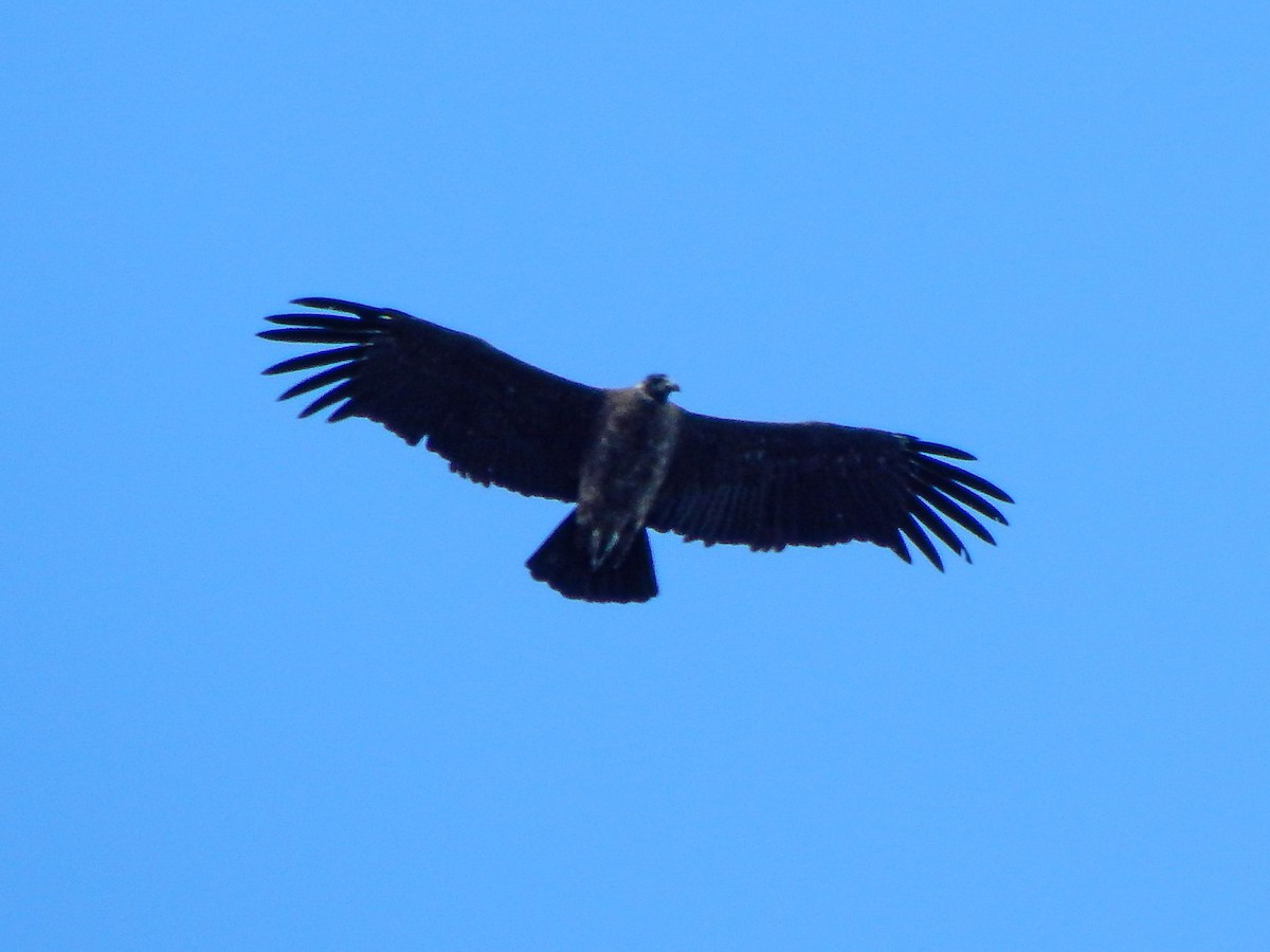 Condor des Andes - ML618683187