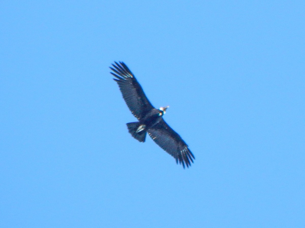 Condor des Andes - ML618683189