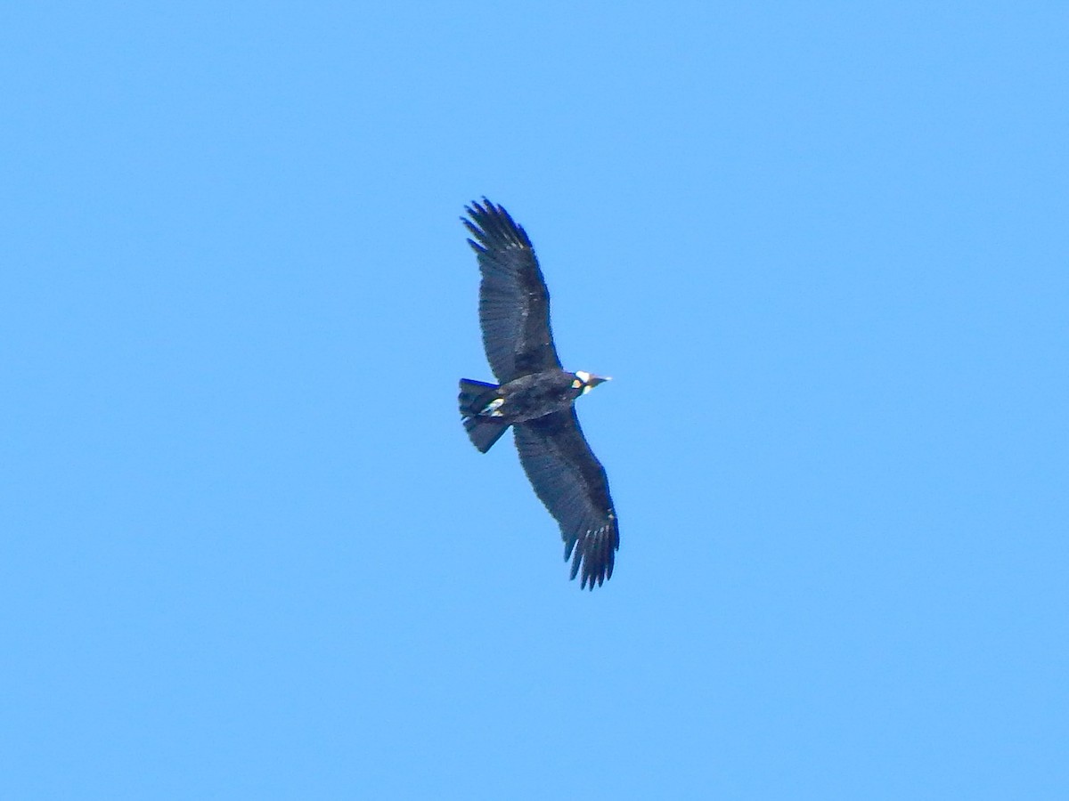 Andean Condor - ML618683190